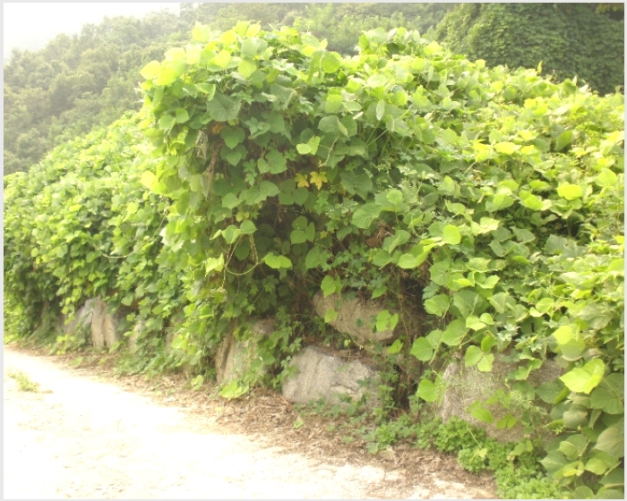 병산리 토지(임야)경매/양평군 강상면 병산리 868-15 /2016타경7918 여의주경매 김대표 블로그